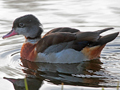 Wood Duck x Common Shelduck hybrid